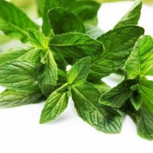 doterra pepermunt