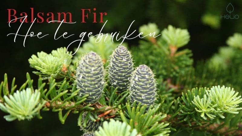 doterra balsam fir