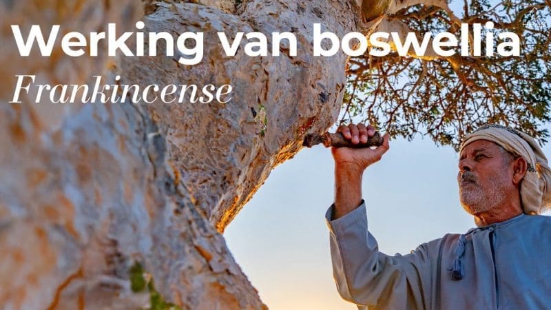 werking van boswellia (frankincense)