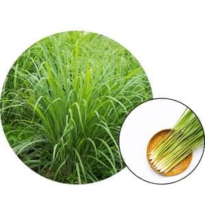 lemongrass olie 