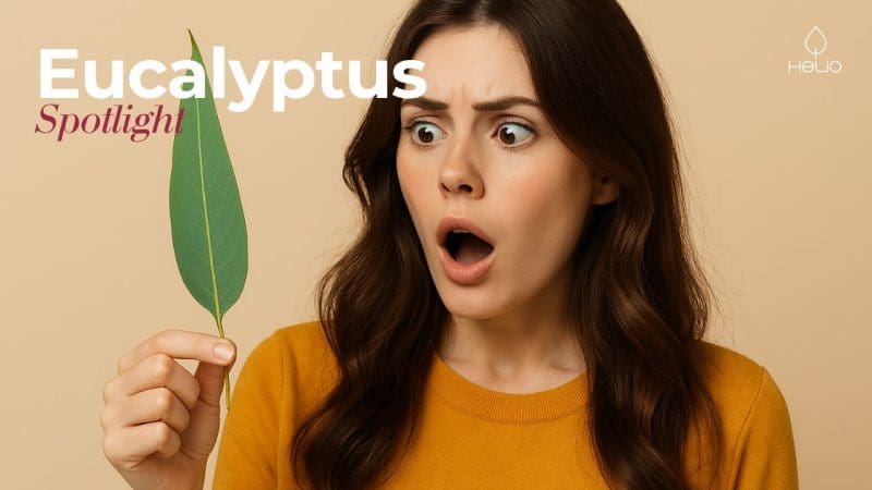 eucalyptus spotlight